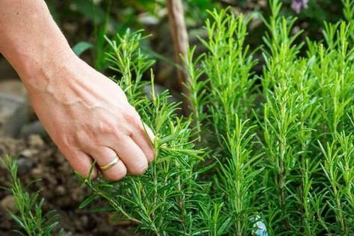Mẹo khử mùi cơ thể bằng nguyên liệu tự nhiên