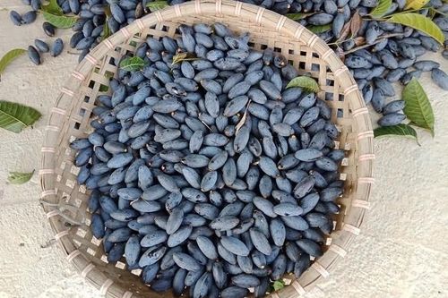 Bất ngờ loại quả xưa chống đói giờ được ví như 'vàng đen'