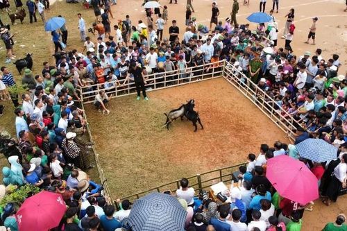 Độc đáo lễ hội 'con rể báo hiếu bố mẹ vợ' tại Yên Bái