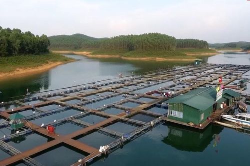 Phạt 1 Hợp tác xã nuôi cá lồng ở Yên Bái 320 triệu đồng