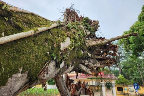Cần xây dựng quy định cụ thể về bảo tồn cây di sản Việt Nam