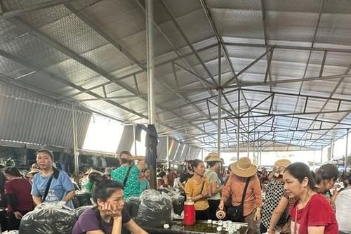 Vùng chè đặc sản Tân Cương: Đắng lòng vì chè mất giá
