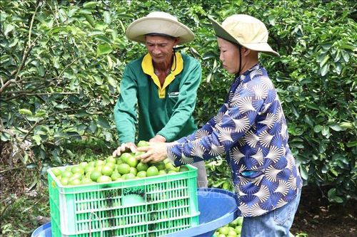 Liên kết trồng chanh không hạt xuất khẩu lãi hơn 400 triệu đồng/ha/năm