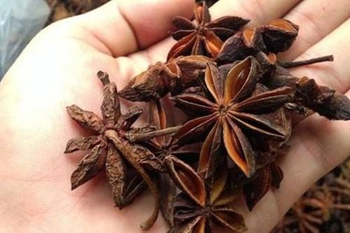 Ấn Độ vẫn là thị trường xuất khẩu chính của hoa hồi Việt Nam