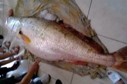 Con rể 'chơi lớn' chi 10 tỷ đồng mua con cá nặng 100kg tặng bố vợ