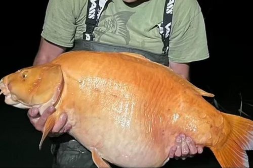 Cần thủ Anh bắt được cá vàng lớn chưa từng thấy