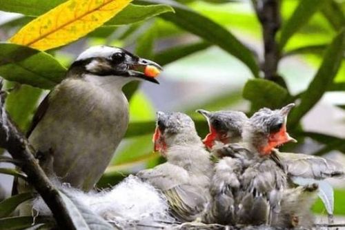 Tại sao chim mẹ luôn bỏ đói một số con khi cho các chim con ăn? Các nhà khoa học: Trí tuệ vĩ đại của loài chim