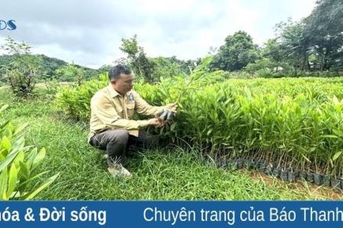 Cựu chiến binh người dân tộc Dao làm kinh tế giỏi