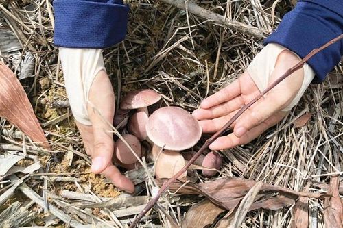Niềm vui từ nấm đắng