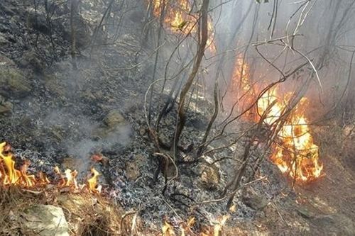Hơn 3 ha rừng và nhiều xe máy bị thiêu rụi sau vụ cháy rừng
