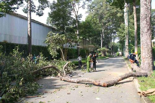 Làm rõ nguyên nhân vụ gãy nhánh cây xanh làm thương vong 5 người
