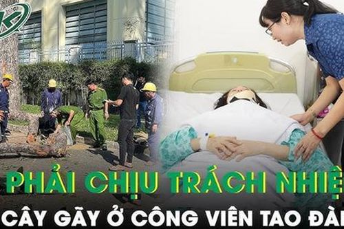 Gãy cành cây khiến 2 người thiệt mạng, người chịu trách nhiệm chăm sóc cây có bị khởi tố hình sự?