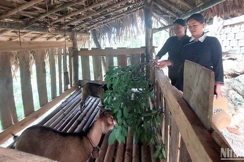 Tạo cơ hội cho phụ nữ tham gia đóng góp vào sự phát triển của ngành nông nghiệp
