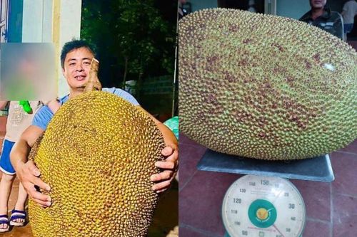 Quả mít hơn nửa tạ ở Thanh Hóa, nặng bằng 1 người lớn
