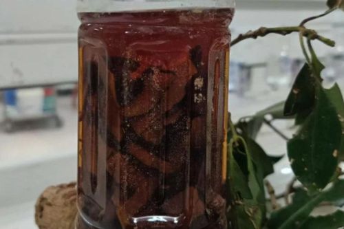 Ngừng thở sau khi uống rượu ngâm rễ cây rừng