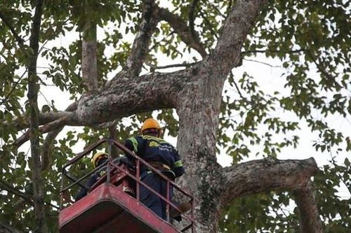 Đề xuất dùng flycam kiểm tra 'sức khỏe' cây xanh ở TPHCM sau sự cố 2 người chết