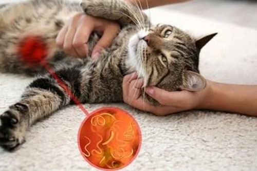 Người phụ nữ nhiễm giun đũa chó mèo từ thú cưng
