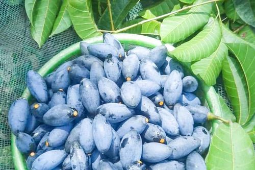 Vì sao rủi ro thua lỗ nhưng thương lái vẫn tranh mua trám đen Thanh Chương?