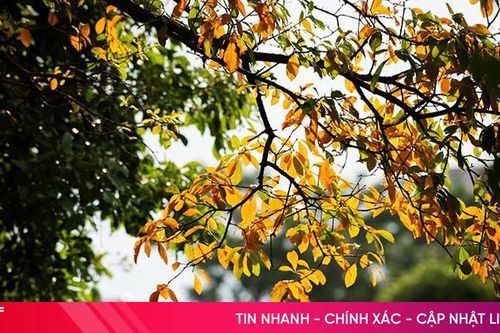 Những cơn gió mùa thu
