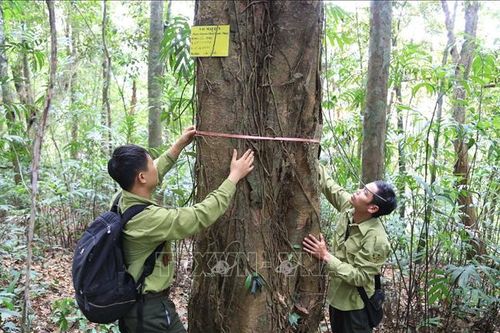 Nhân giống, phát triển 3 loài cây quý tại Khu bảo tồn thiên nhiên Xuân Liên