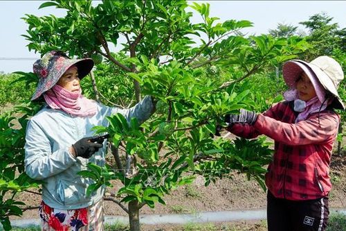 Mãng cầu ta Tây Ninh chính thức được đặc cách lưu hành