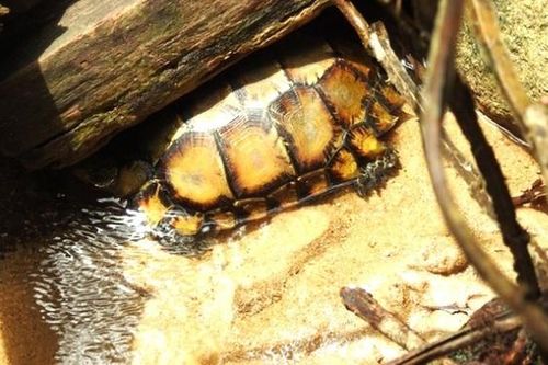 Phát hiện cá thể rùa vàng quý hiếm tại Hà Tĩnh