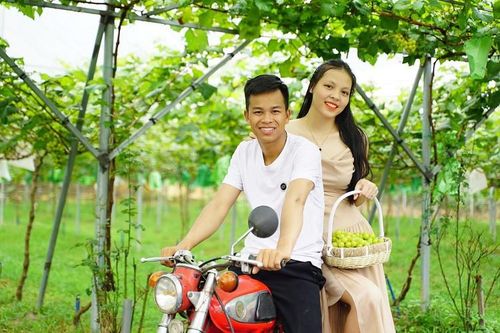 Mua loại cây 'quý tộc' từ Hàn Quốc về trồng, 9x người Dao hái không kịp bán