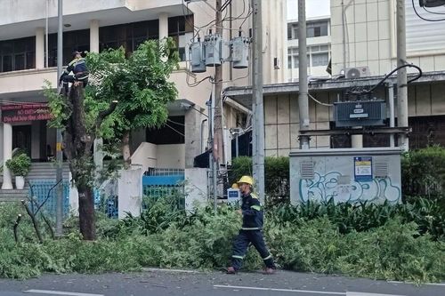 TPHCM dùng flycam kiểm tra sức khỏe cây xanh