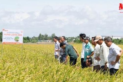 Nông dân đánh giá cao giống lúa Hưng Long 555