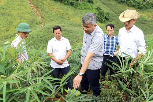 Phó Chủ tịch UBND tỉnh Lò Văn Tiến kiểm tra tình hình phát triển kinh tế - xã hội huyện Tủa Chùa