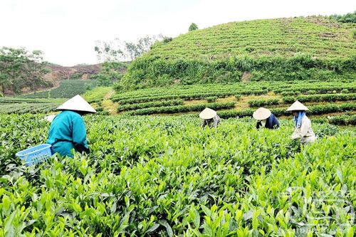 Xanh đồi chè, tươi màu no ấm