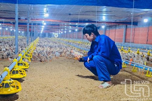 Rời phố lên núi làm kinh tế