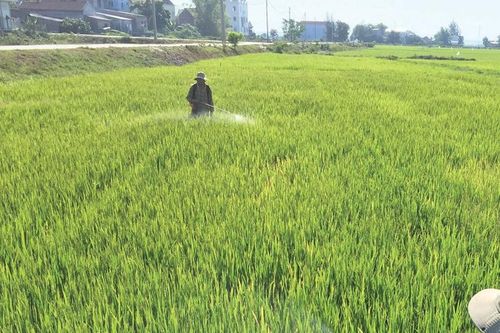 Nhện gié nguy hiểm đang gây hại lúa