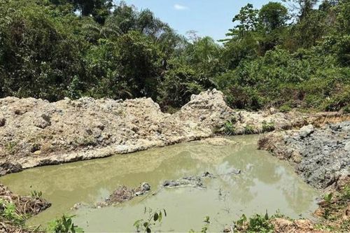 Khai thác khoáng sản cho năng lượng sạch đe dọa hàng nghìn loài động vật hoang dã