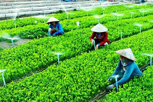 Bình Dương: Nông nghiệp xanh, tương lai sáng