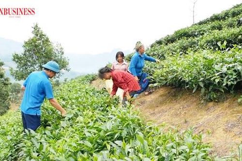 Từ những 'triệu phú chân đất' đến chuyện thúc đẩy nông nghiệp hàng hóa ở vùng biên Mường Khương