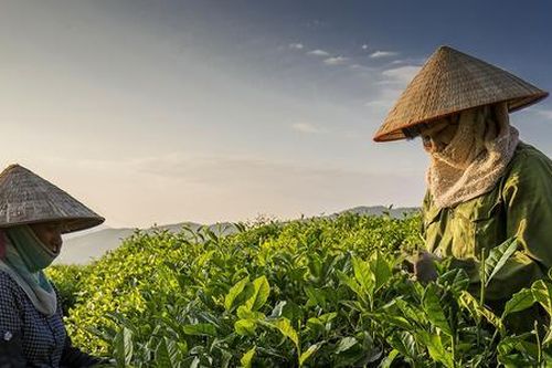 HTX vượt thách thức để mở cánh cửa xuất khẩu sản phẩm OCOP