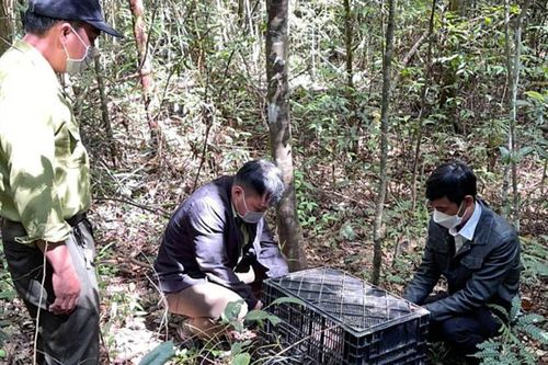 Bắt đối tượng mua bán động vật hoang dã trái phép tại Lâm Đồng