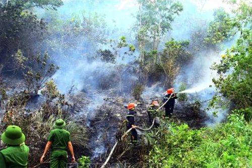 Quảng Bình: Cơ bản dập tắt vụ cháy rừng thông
