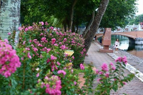 Hoa tường vi khoe sắc trên nhiều cung đường tại Thủ đô Hà Nội