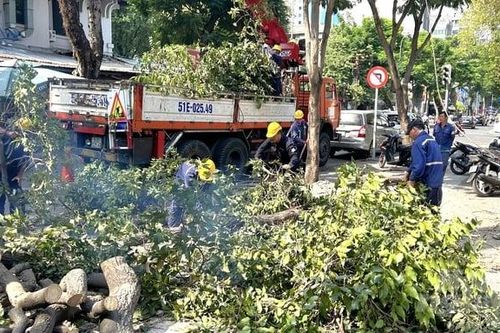 TP HCM tiến hành kiểm tra 'sức khỏe' cây xanh để đảm bảo an toàn trong mùa mưa