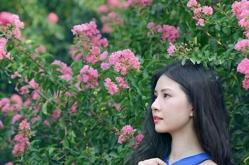 Rực rỡ những con đường hoa tường vi giữa lòng Hà Nội