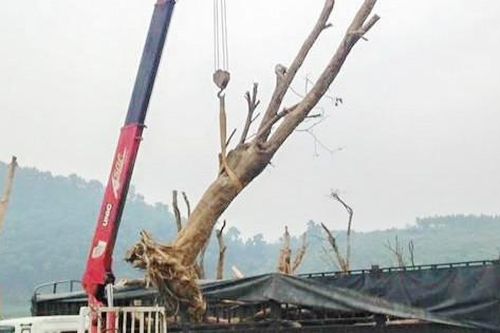 Cẩu cây duối, cần sắt máy cẩu gãy đè người lái tử vong