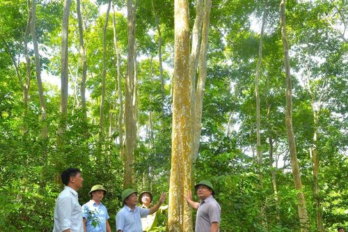 Phó Chủ tịch UBND tỉnh kiểm tra công tác bảo vệ rừng ở 3 huyện miền Tây Nghệ An