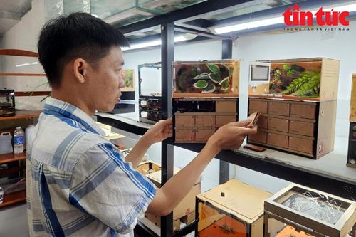 Khi kiến trở thành 'Pet' - trào lưu mới của giới trẻ