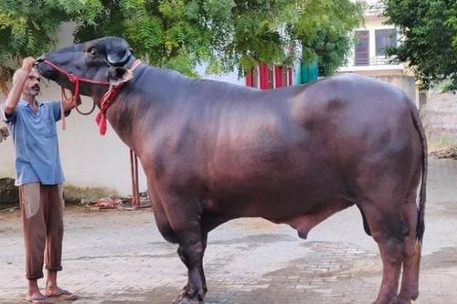 Con trâu khổng lồ nặng 15 tạ, có giá hơn 29 tỷ đồng