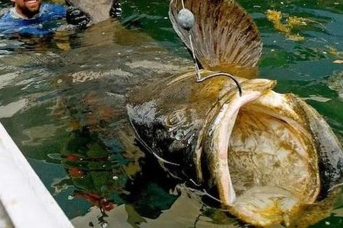 Cần thủ bất ngờ câu được con cá mú khổng lồ nặng 160kg