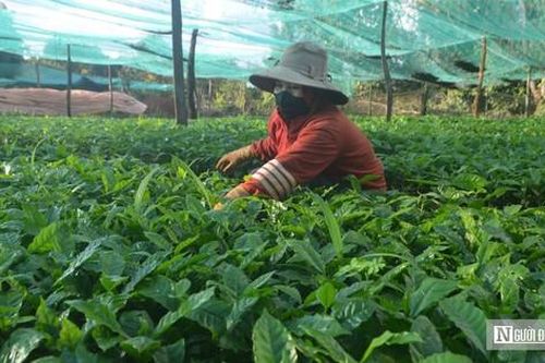 Nhiều tồn tại, hạn chế trong quản lý các cơ sở sản xuất, kinh doanh giống cây trồng ở Đắk Nông