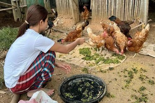Nữ ca sĩ nổi tiếng showbiz về quê nuôi gà, chăn bò