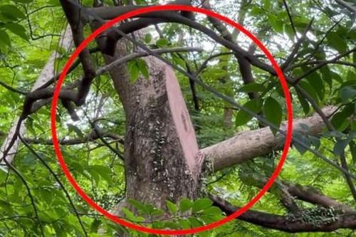Nạn chặt trộm gỗ sưa trên núi Thầy (Quốc Oai, Hà Nội): Bài 1 - Quần thể sưa trăm năm tuổi dần biến mất